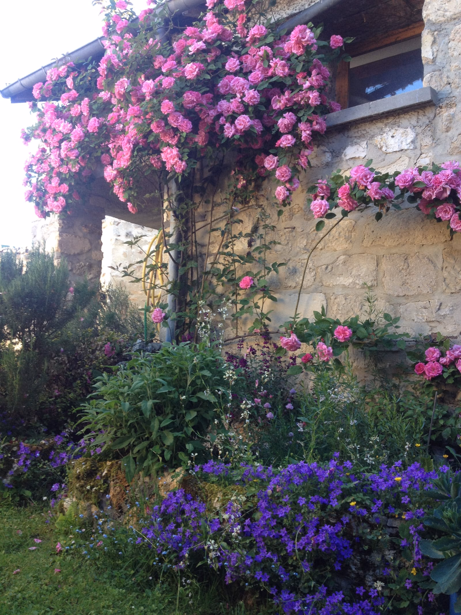 Un rosier grimpant chargé de fleurs roses court le long d'un mur de pierre, au-dessus d'un massif de campanules violettes.